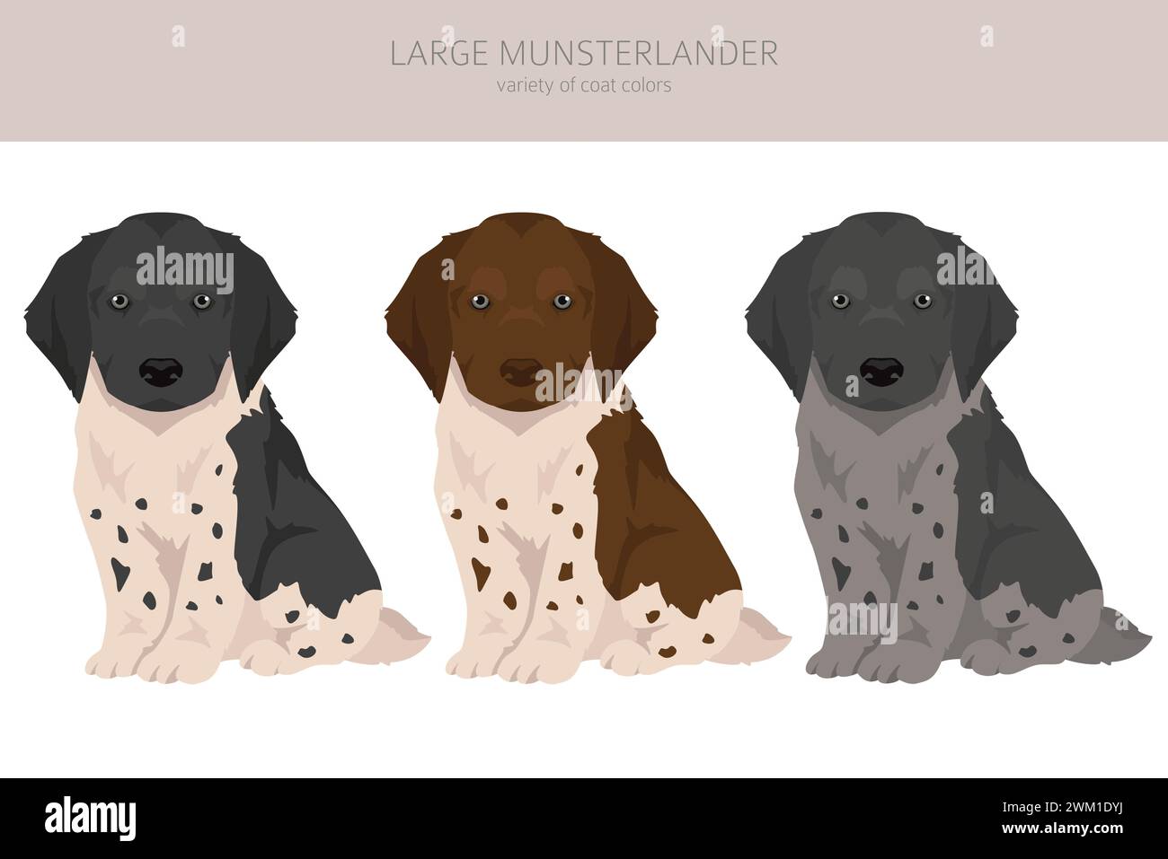 Grande cucciolo di Munsterlander. Set di colori diversi per il rivestimento. Illustrazione vettoriale Illustrazione Vettoriale