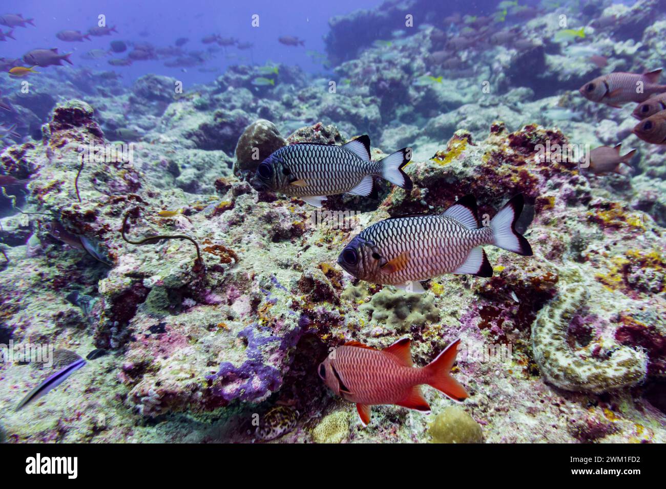 Pesce da soldato (Myripristis botche) nella barriera corallina dell'isola delle Maldive. Natura tropicale e corallina. Bellissimo mondo sottomarino. Underwa Foto Stock