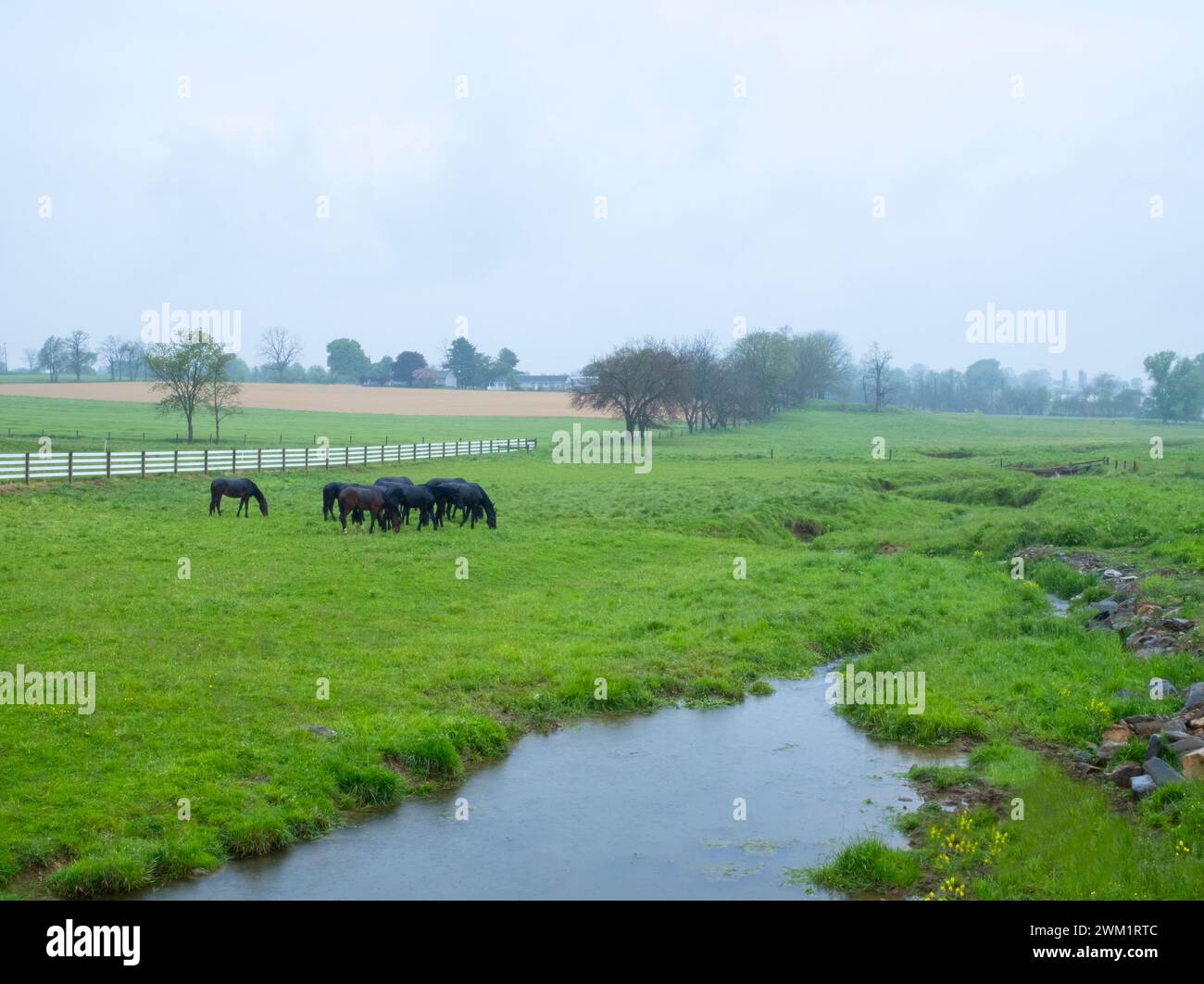 Cavalli che pascolano in un giorno di pioggia Foto Stock