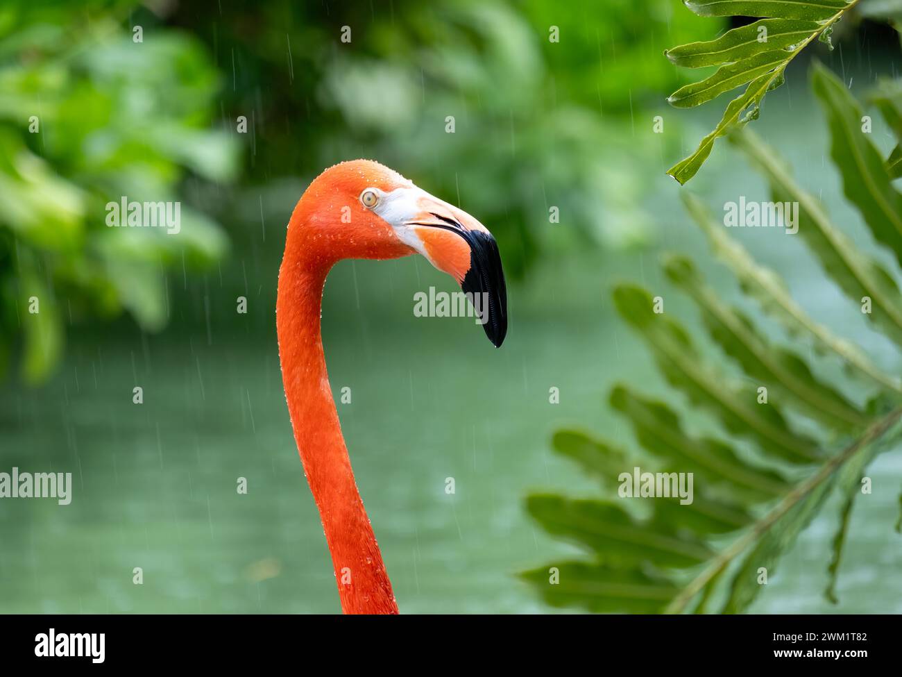Fenicottero americano (Phoenicopterus ruber) sotto la pioggia Foto Stock