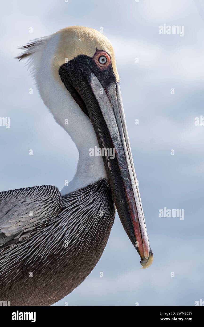 Brown Pelican (Pelecanus occidentalis), Saint Augustine Beach, Florida, Stati Uniti Foto Stock