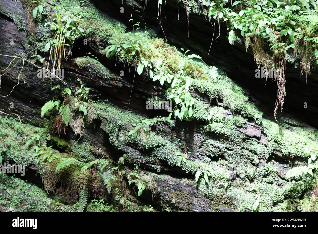 Parete rocciosa di una profonda gola ricoperta di felci e muschio Foto Stock