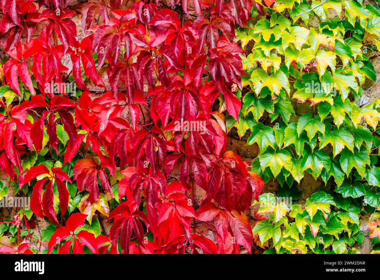 Due specie di piante rampicanti all'inizio dell'autunno. Palencia, Castilla y León, Spagna, Europa Foto Stock