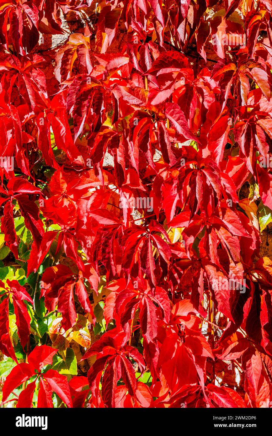 Colorato sfondo autunnale di piante rampicanti. Palencia, Castilla y León, Spagna, Europa Foto Stock