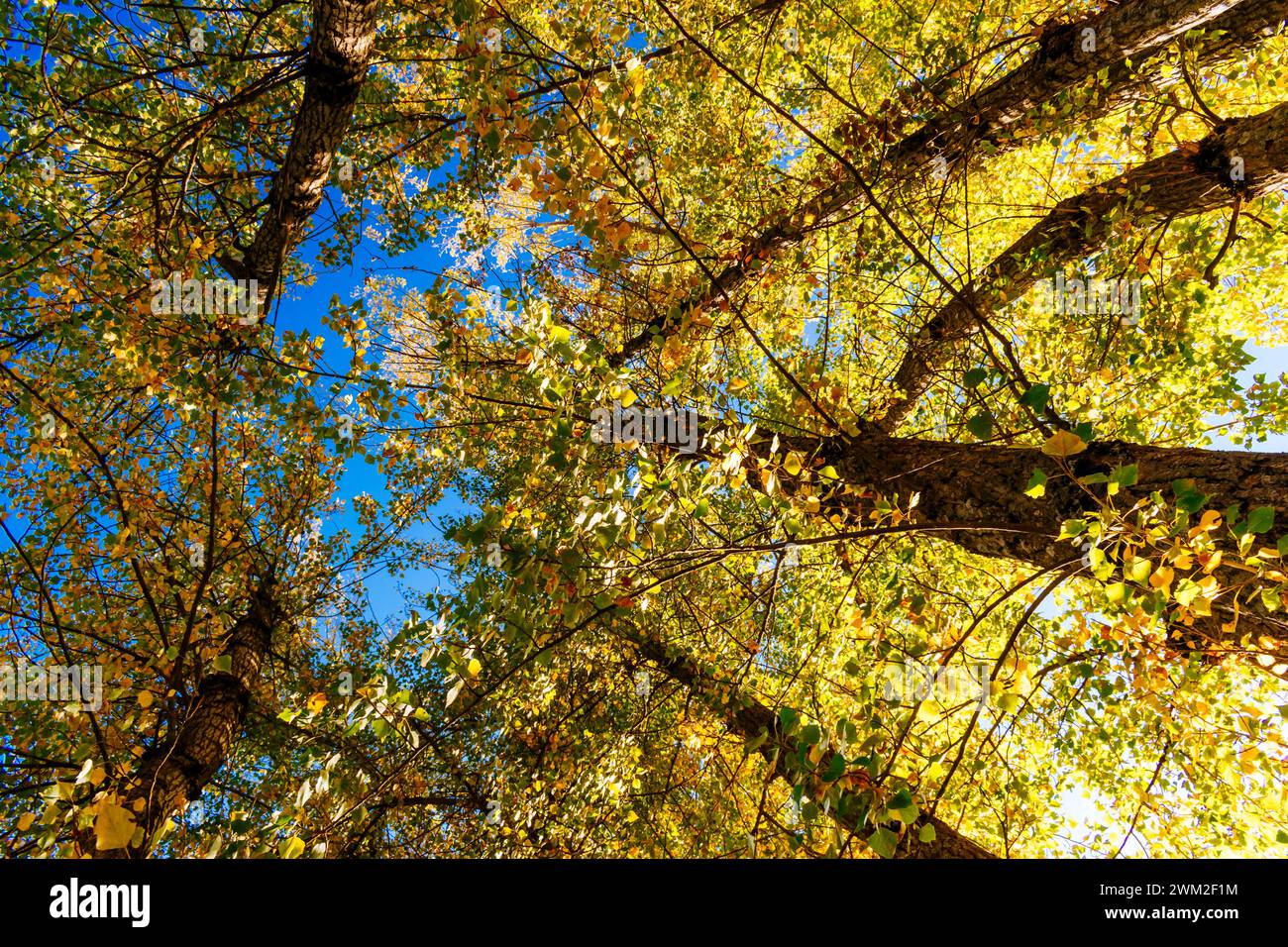 Popolo in autunno. Frailes, Jaén, Andalucía, Spagna, Europa Foto Stock