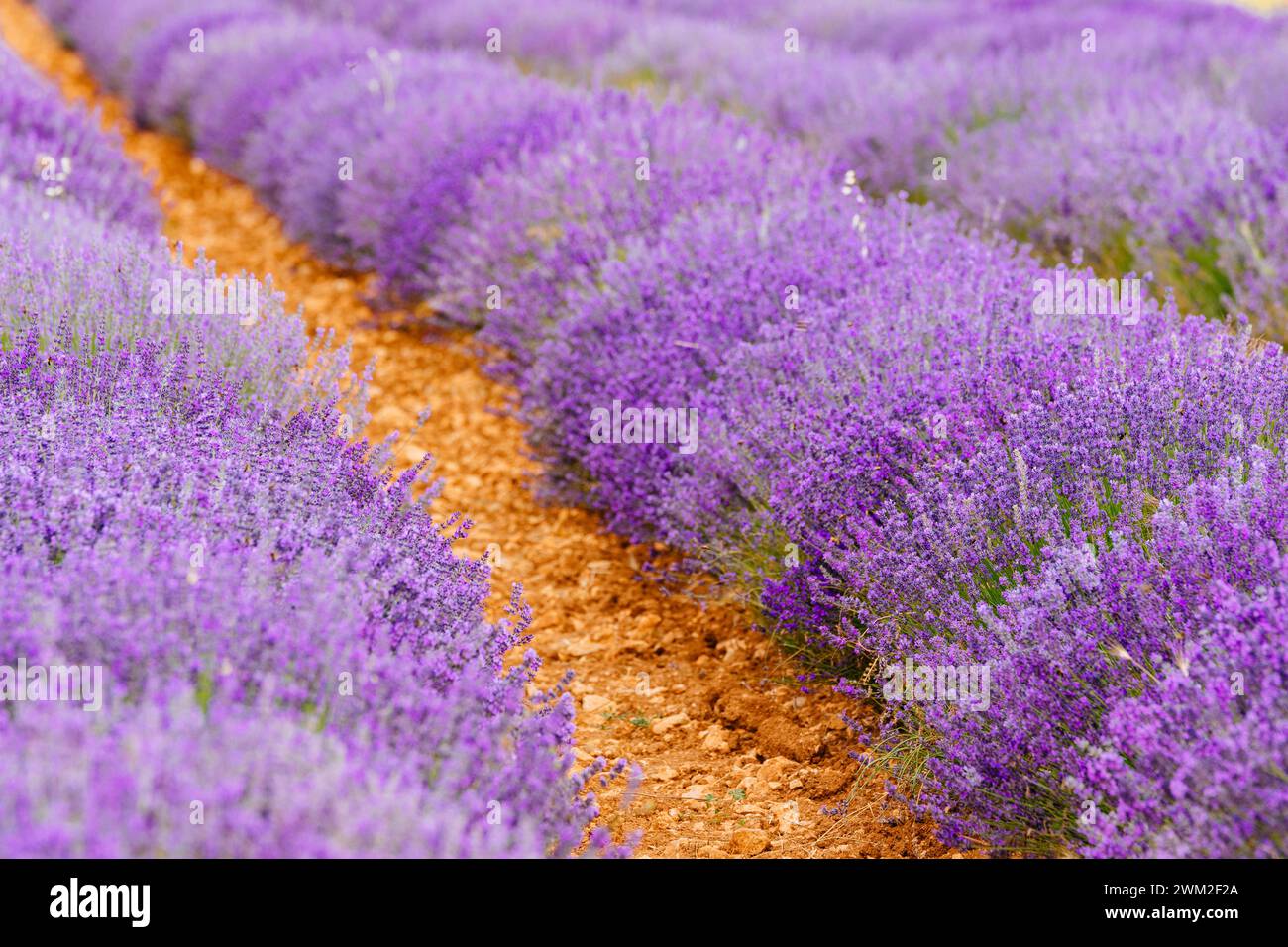 Campo di lavanda nel mese di luglio. Brihuega, Guadalajara, Castilla - la Mancha, Spagna, Europa Foto Stock