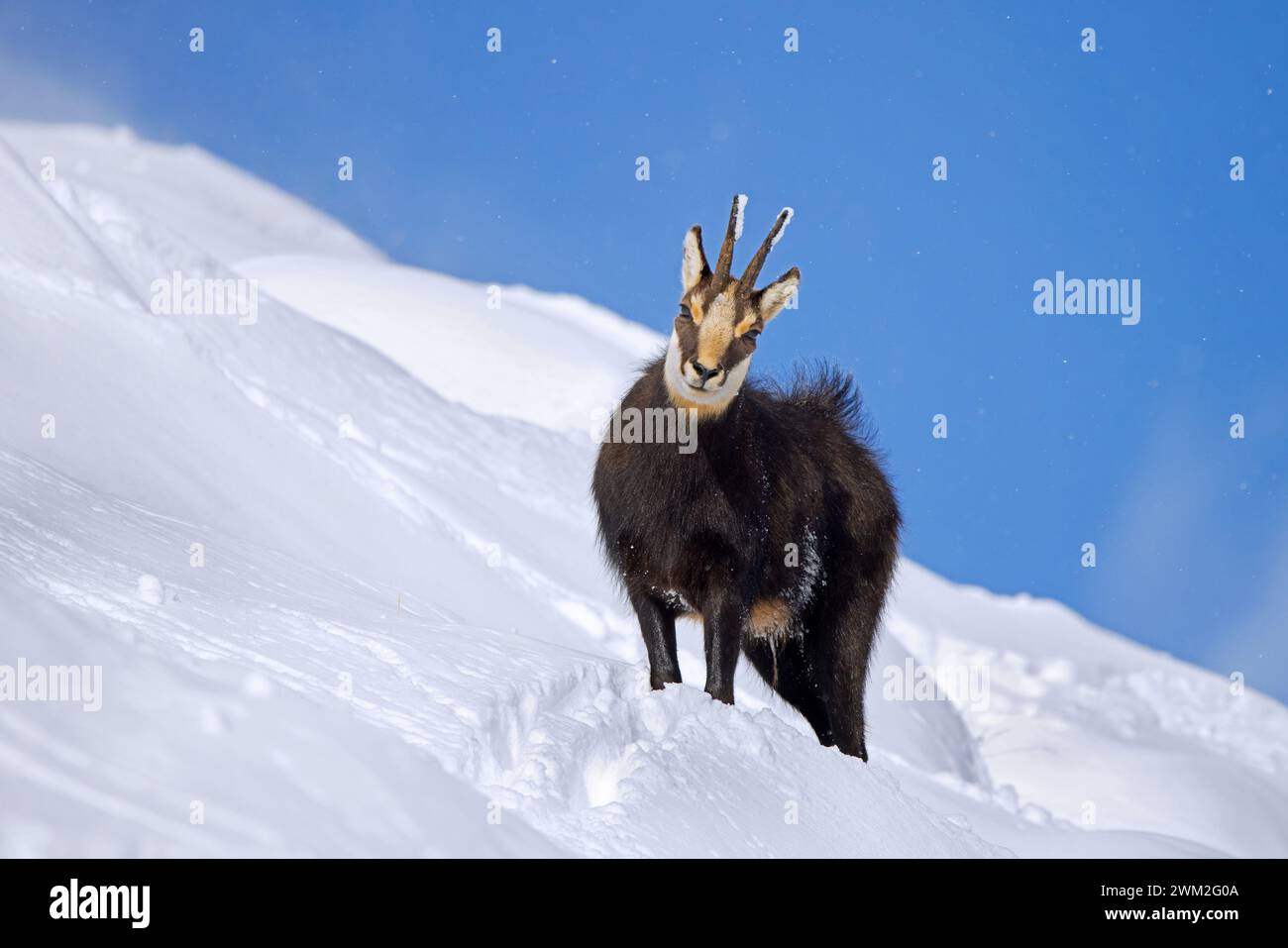 Camosci alpino (Rupicapra rupicapra) maschio solitario in cappotto invernale scuro che si forgia sul pendio di montagna nella neve delle Alpi europee Foto Stock