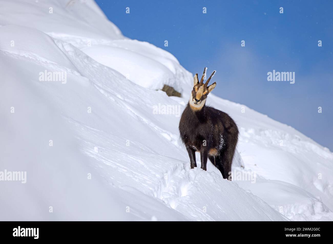 Camosci alpino (Rupicapra rupicapra) maschio solitario in cappotto invernale scuro che si forgia sul pendio di montagna nella neve delle Alpi europee Foto Stock