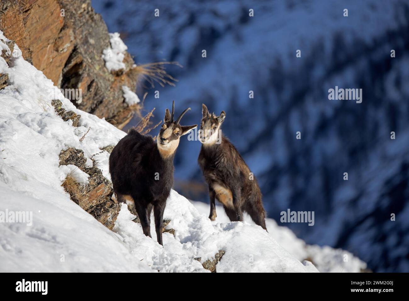 Camosci alpino (Rupicapra rupicapra) femmina con capretto / giovane che si forgia sulla neve in inverno nelle Alpi europee Foto Stock