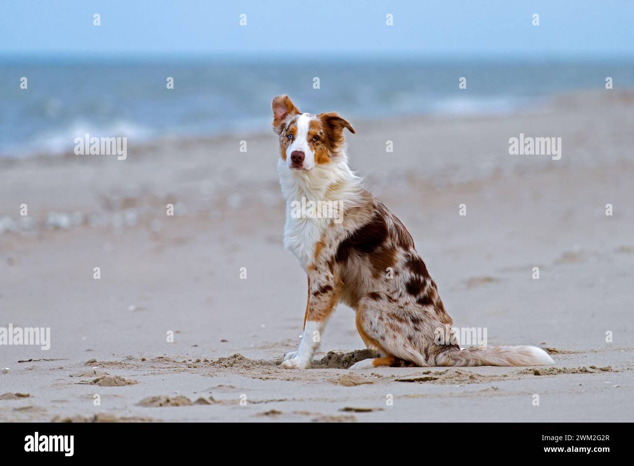 Pastore australiano / Aussie, razza di cane da allevamento degli Stati Uniti seduto su una spiaggia sabbiosa Foto Stock