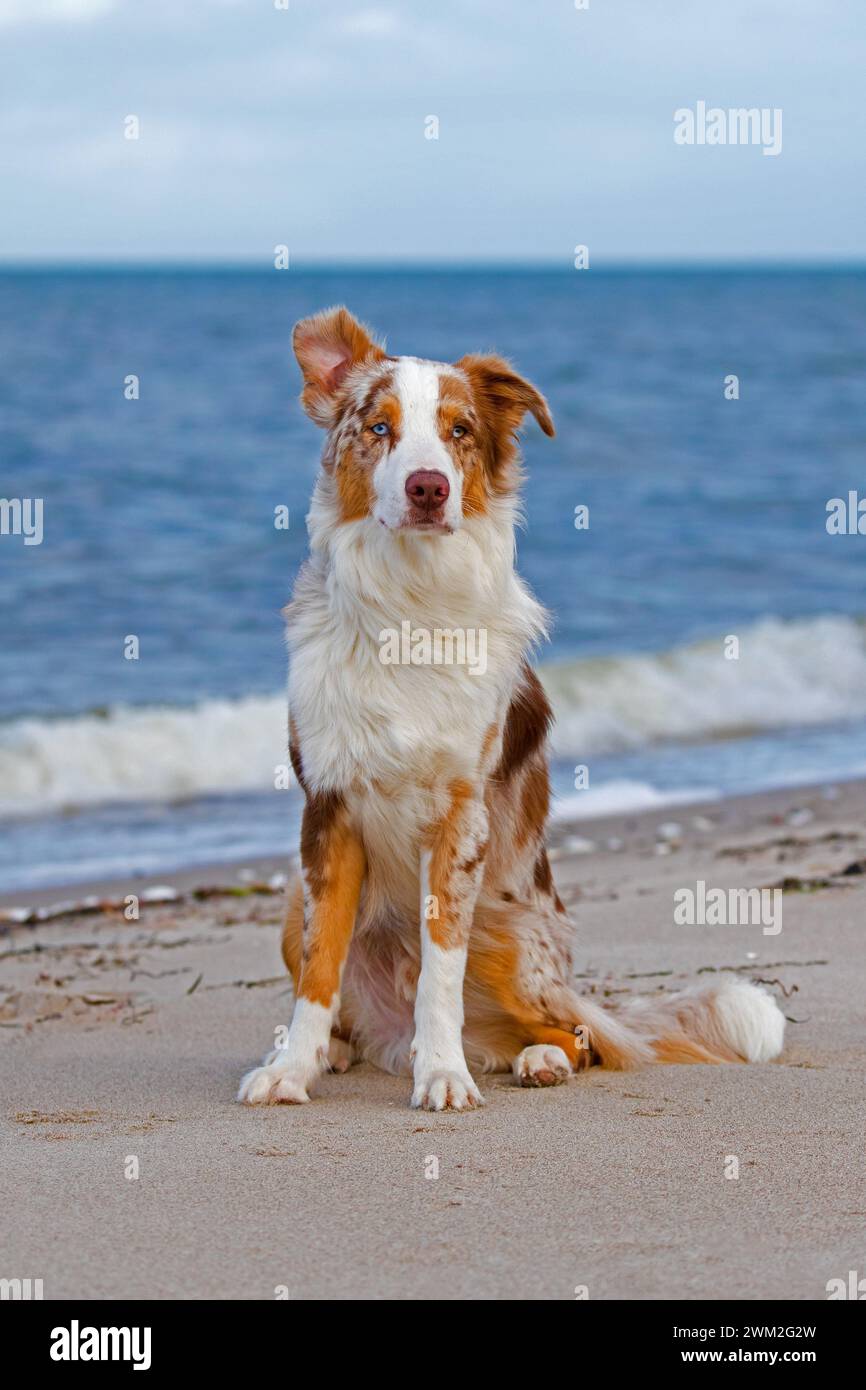 Pastore australiano / Aussie, razza di cane da allevamento degli Stati Uniti seduto su una spiaggia sabbiosa Foto Stock