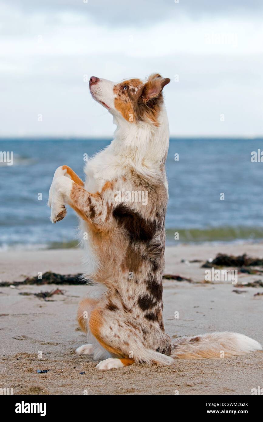 Pastore australiano / Aussie, razza di cane da allevamento degli Stati Uniti, seduto in posizione verticale sulla spiaggia sabbiosa Foto Stock