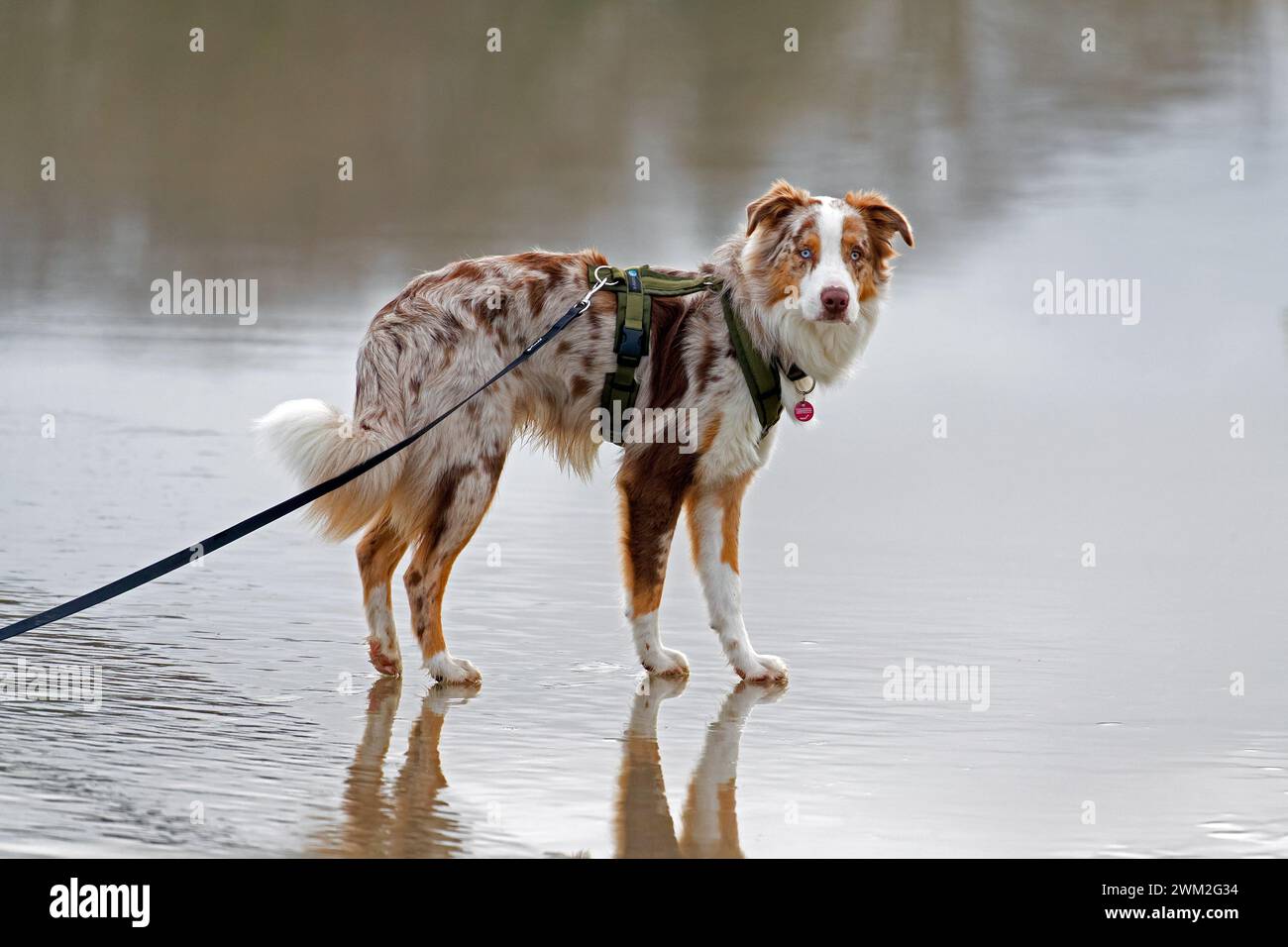 Pastore australiano / Aussie, razza di cane da allevamento degli Stati Uniti, che cammina al guinzaglio sulla spiaggia Foto Stock