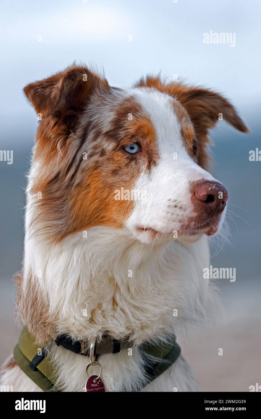 Pastore australiano / Aussie, razza di cane da allevamento dagli Stati Uniti, ritratto ravvicinato Foto Stock