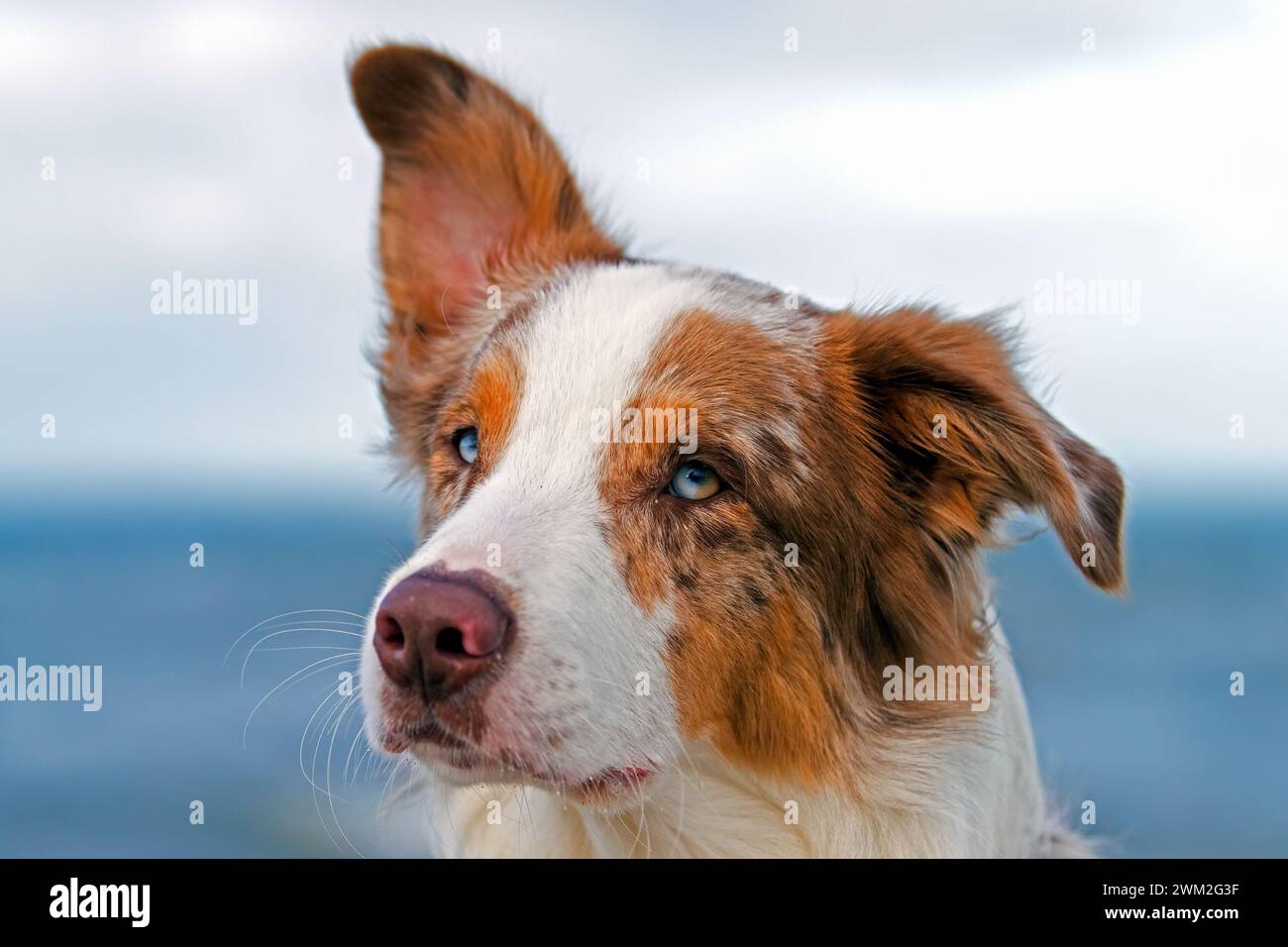Pastore australiano / Aussie, razza di cane da allevamento dagli Stati Uniti, ritratto ravvicinato Foto Stock