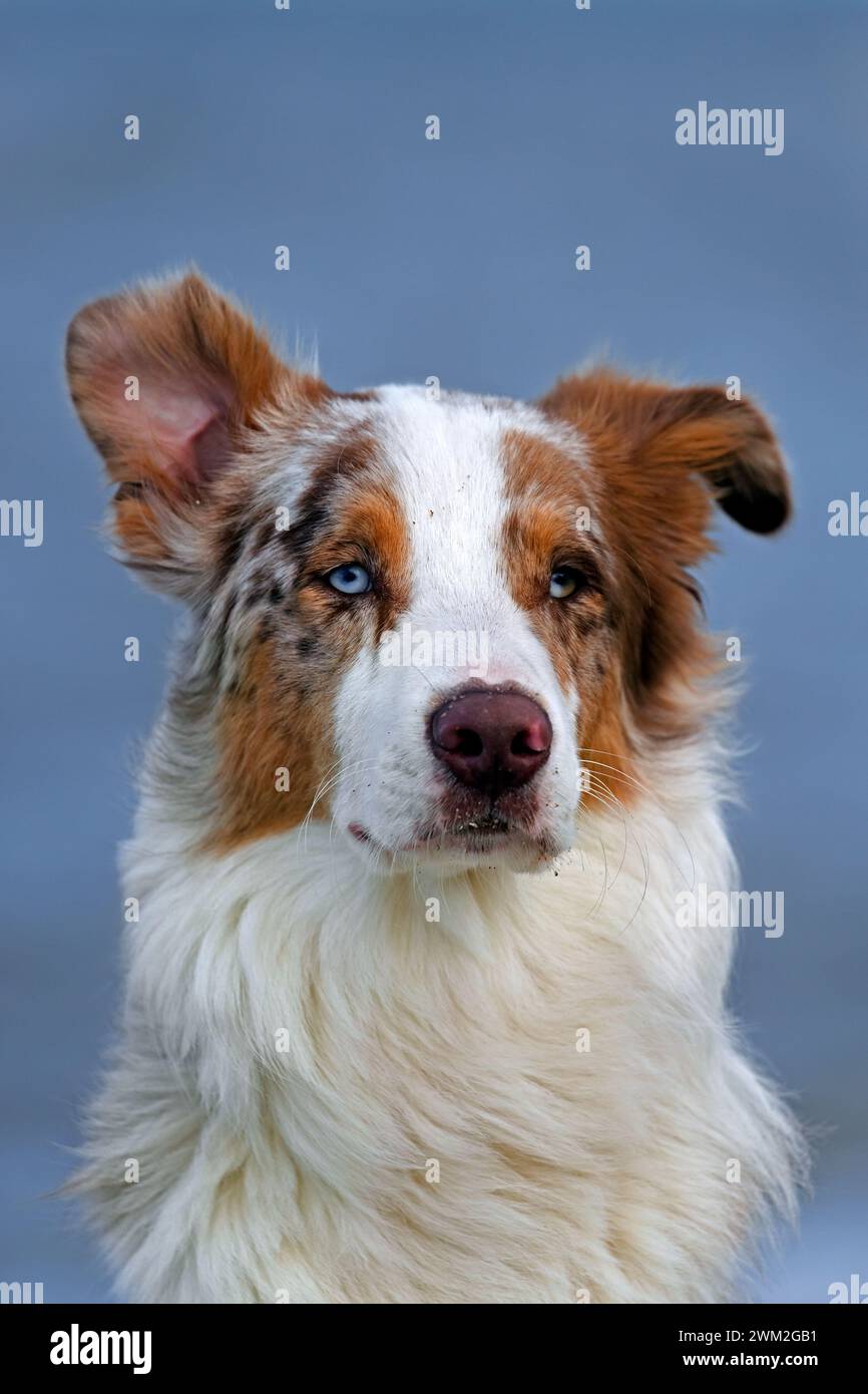 Pastore australiano / Aussie, razza di cane da allevamento dagli Stati Uniti, ritratto ravvicinato Foto Stock