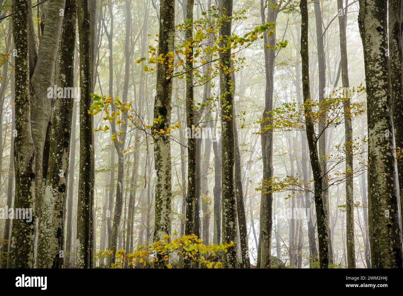 Alti e sottili tronchi di faggio nella nebbia, Monte Amiata, Siena, Toscana, Italia Foto Stock