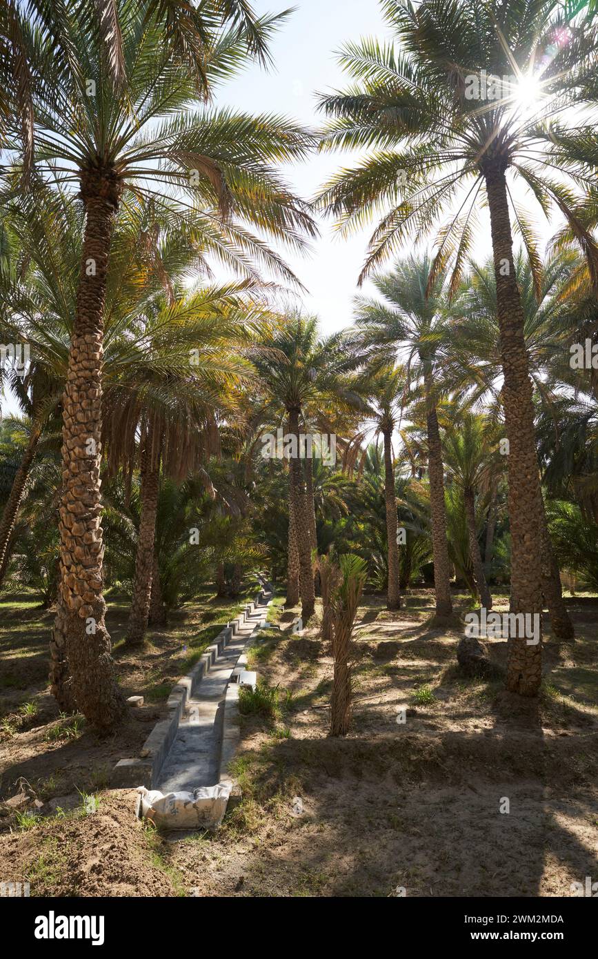 Al Ain Oasis, Abu Dhabi, Emirati Arabi Uniti, che mostra irrigazione e palme da dattero. Foto Stock