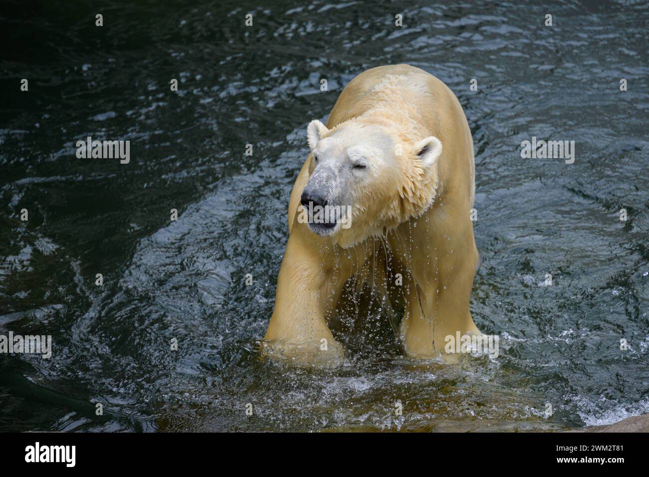 Ritratto di un orso polare Ursus maritimus in acqua in uno zoo Austria Foto Stock