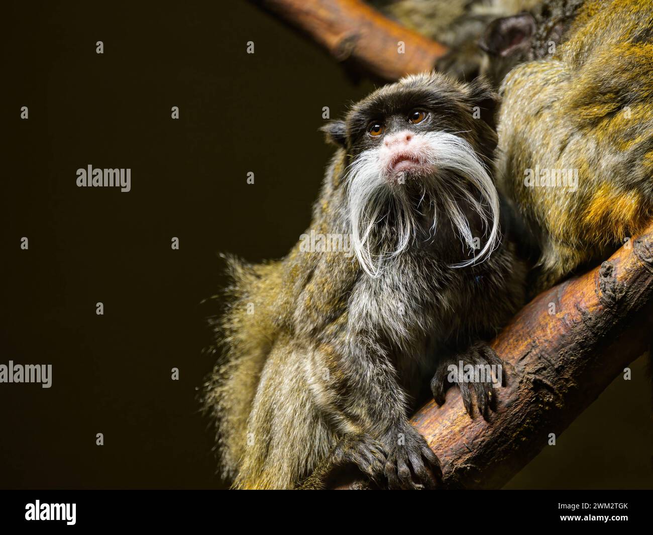 Ritratto di un imperatore dell'imperatore tamarin Saguinus seduto su un pezzo di legno in uno zoo Austria Foto Stock