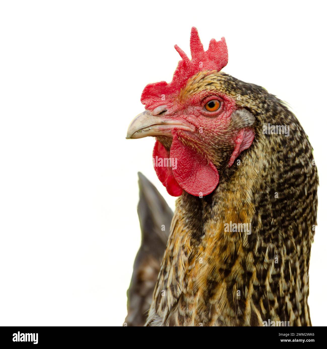 pollo isolato su bianco, che ti guarda Foto Stock