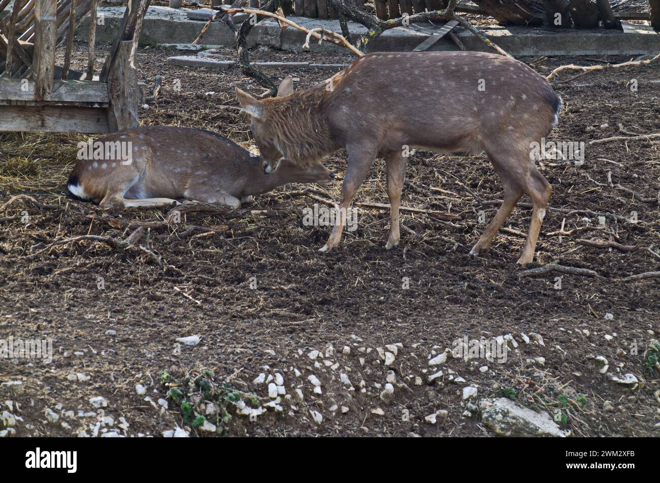Vista di una parte di un cortile con una piacevole riunione di una coppia di roebuck Dama dama all'aperto, Sofia, Bulgaria Foto Stock