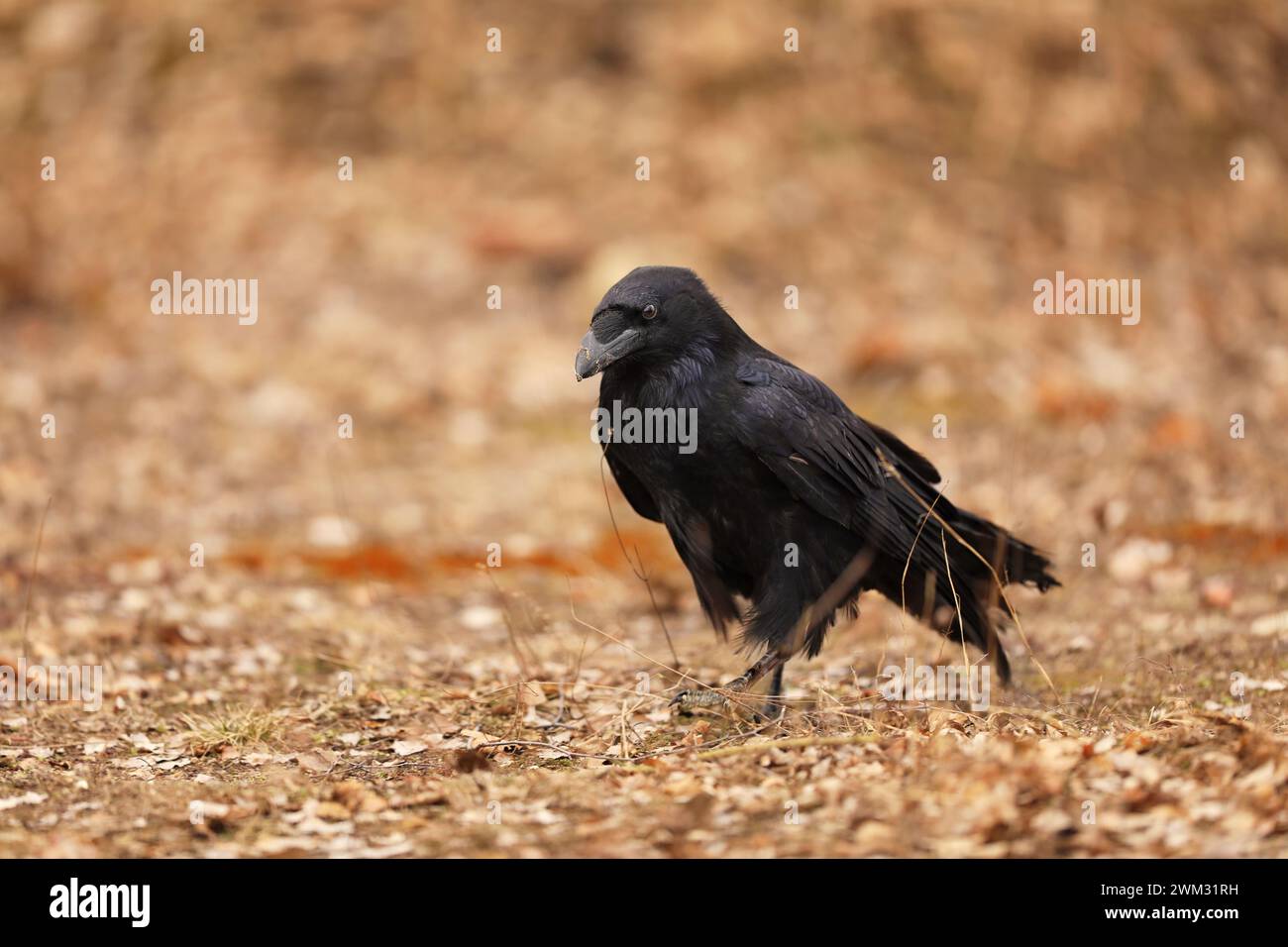 Il corvo comune Corvus corax, noto anche come corvo settentrionale, autunno in Polonia. Foto Stock