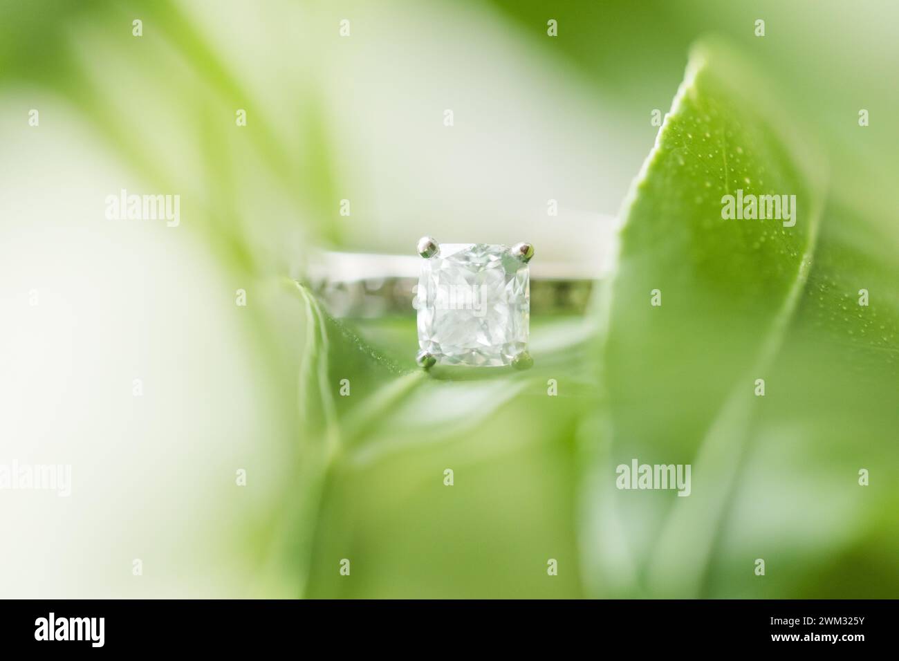 Anello di innesto con lamelle Foto Stock