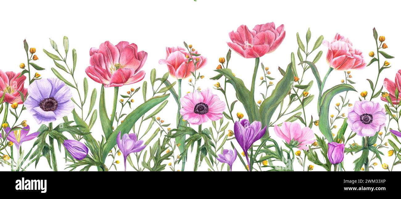Bordo senza cuciture con fiori primaverili e piante. Tulipani doppi rosa, anemoni multicolori, croci e fiori gialli selvatici. Acquerello Foto Stock