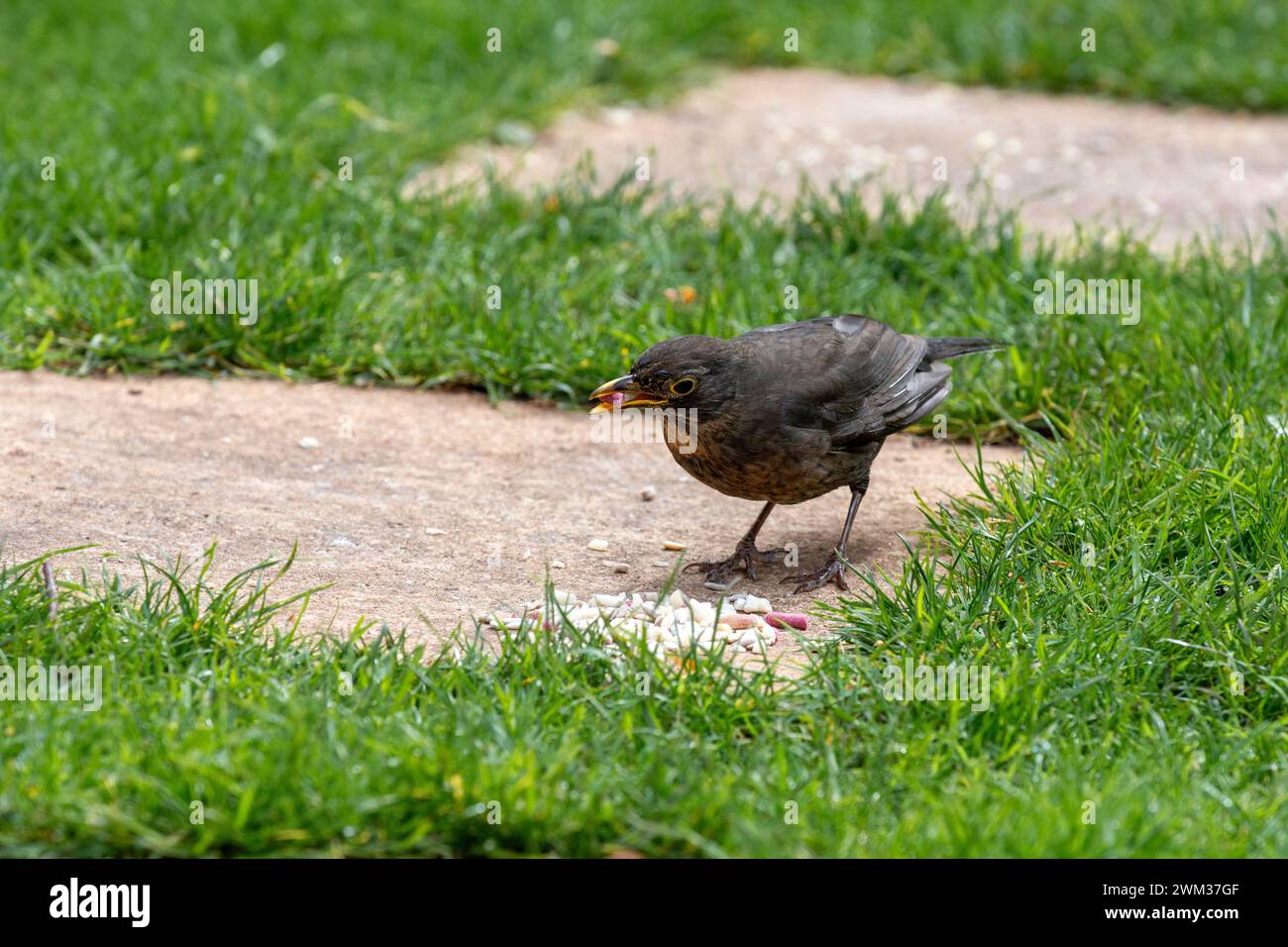 Un giovane uccello nero in giardino che raccoglie pellet di suet Foto Stock