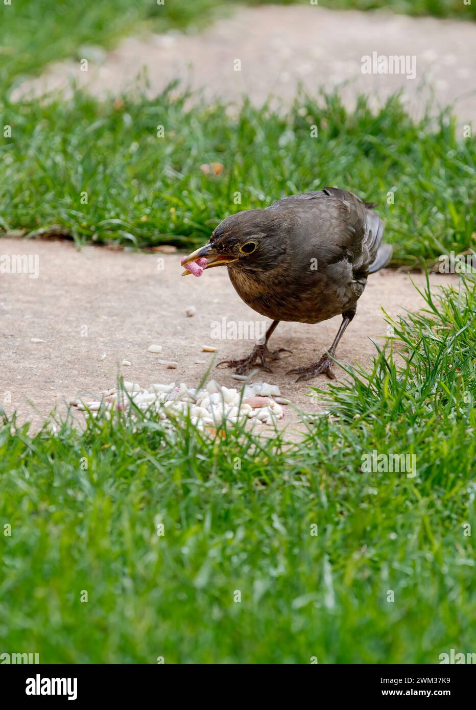 Un giovane uccello nero in giardino che raccoglie pellet di suet Foto Stock