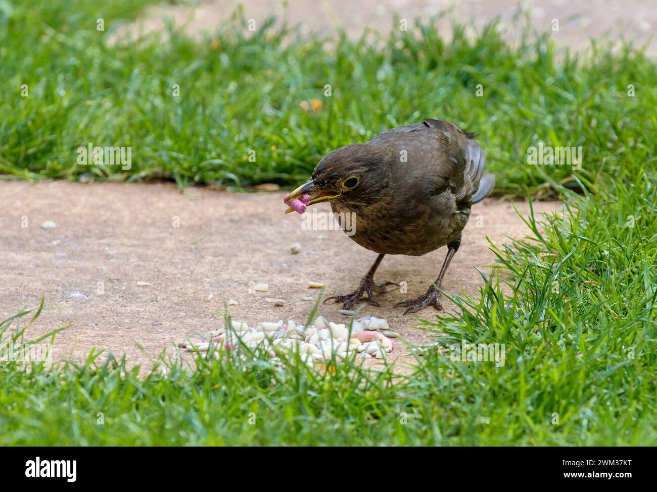 Un giovane uccello nero in giardino che raccoglie pellet di suet Foto Stock