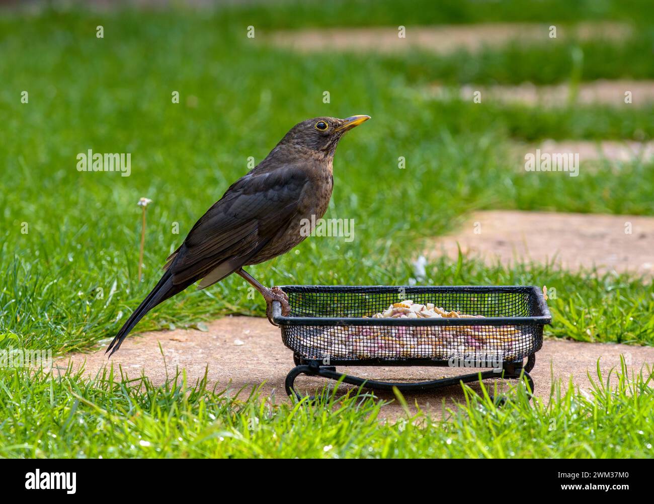 Blackbird femmina a terra, che guarda e ascolta Foto Stock