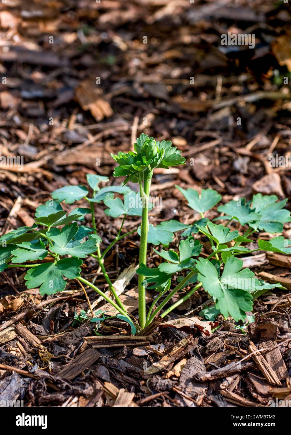 Aquilegia, varietà nora barlow, che cresce attraverso la corteccia in primavera Foto Stock