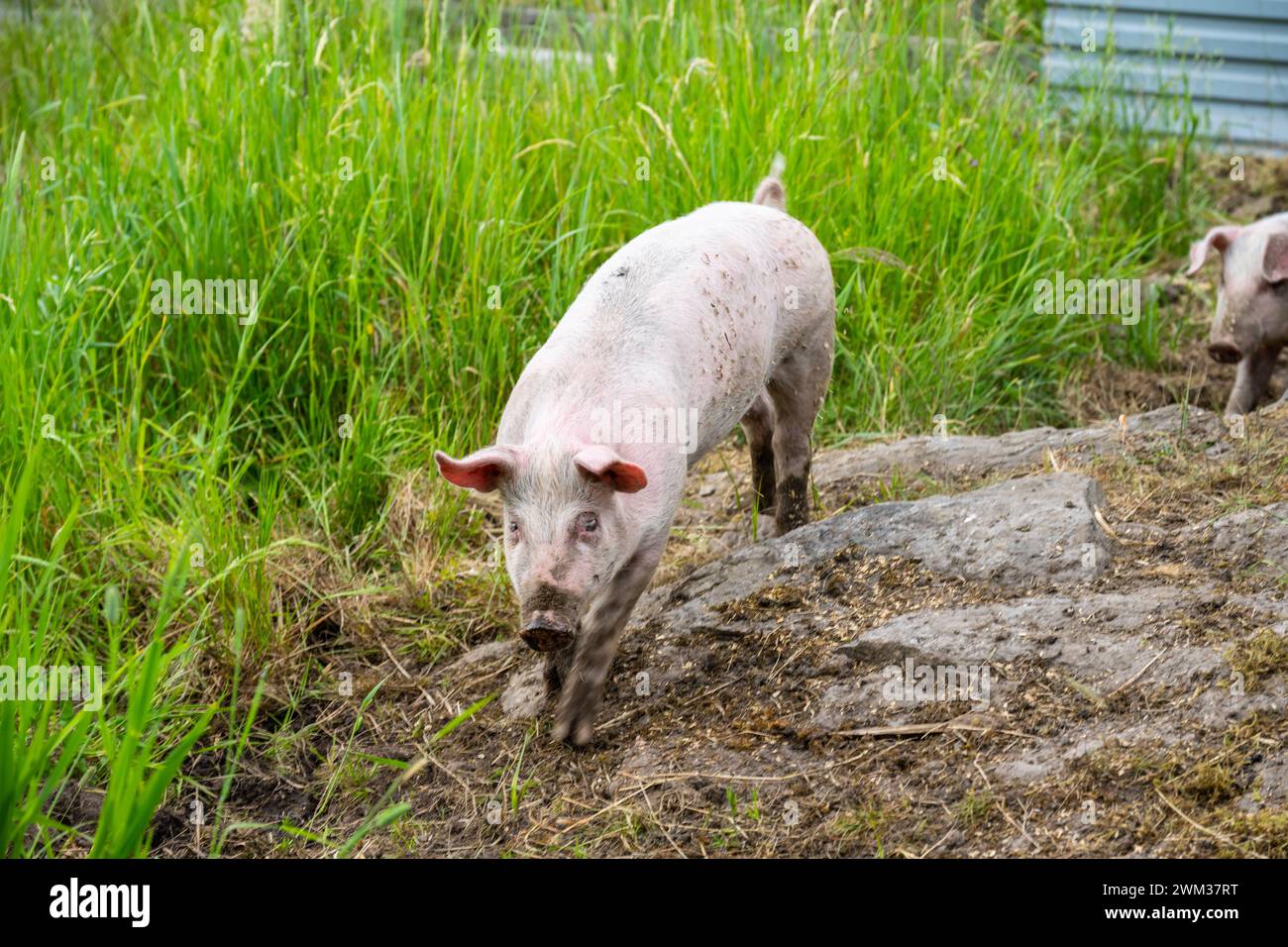 Maiale impaziente e affamato che corre al cibo Foto Stock