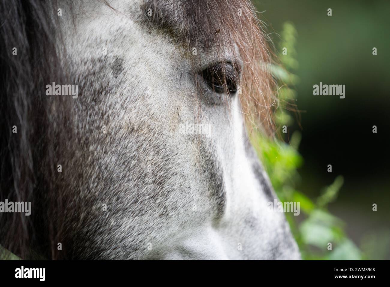 Chiudi il volto di un cavallo grigio mela di fronte a una pianta sfocata e sfondo verde Foto Stock