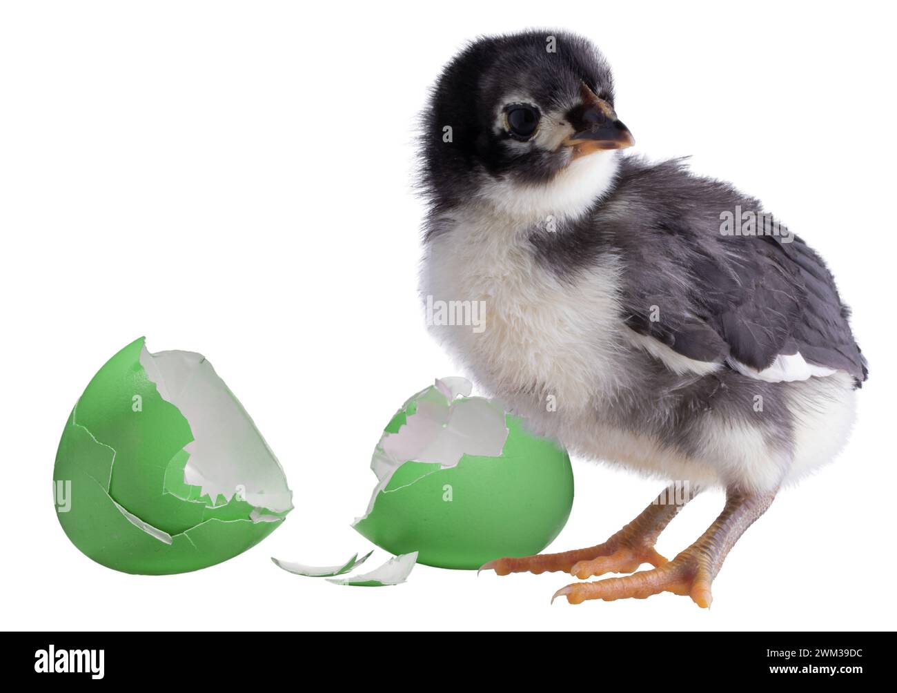 Uova verdi rotte aperte dietro un pollo Austerlorp isolato in uno studio shot. Foto Stock