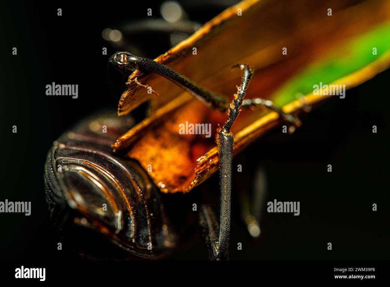 Scarabeo Darkling. Insetti Coleoptera Carabidae in natura. Coleottero verme Tenebrio molitor, una specie di coleottero scuro di grano e grano prodotto Foto Stock