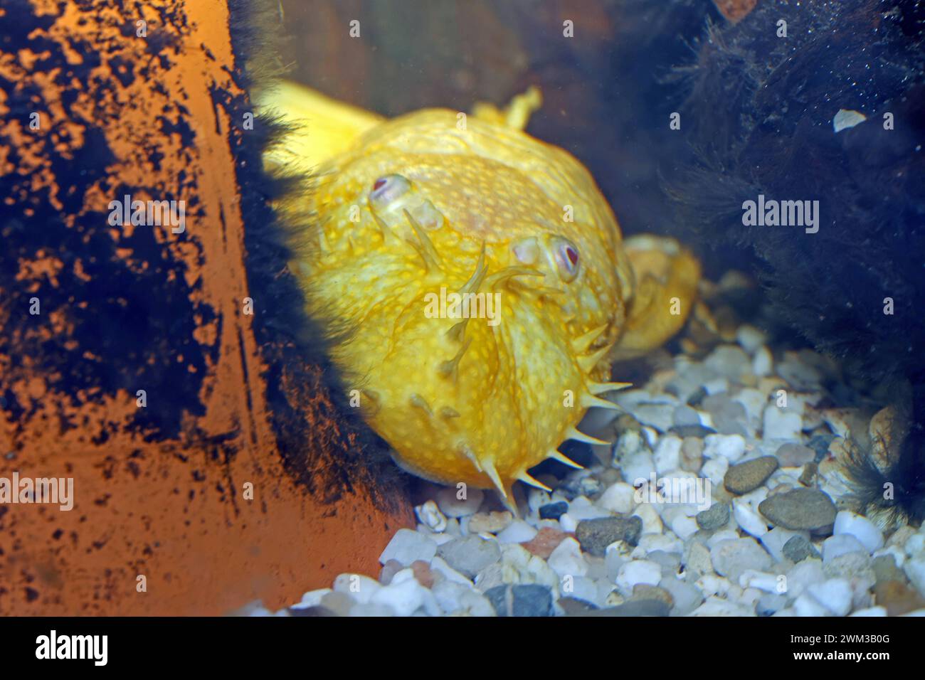 Harnischwelse aus Südamerika Ein Farbvariante des Antennenwels aus Südamerika schwimmt in einem Aquarium *** pesci gatto loricaridi dal Sud America Una variante di colore del pesce gatto antenna dal Sud America nuota in un acquario Foto Stock