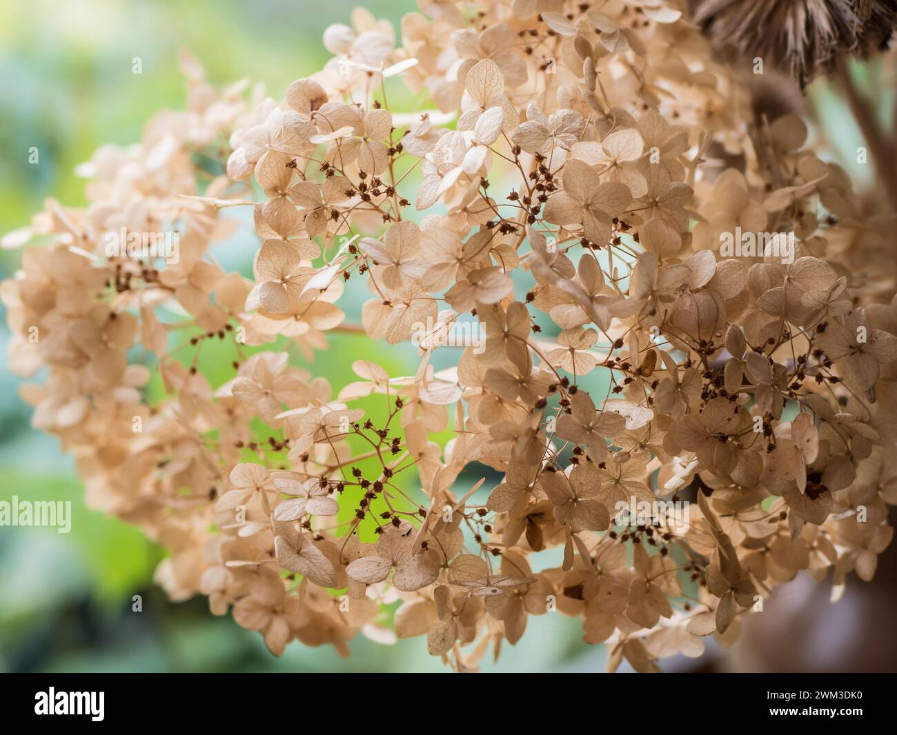 Bouquet di fiori secchi. Splendida composizione floreale autunnale per decorazioni d'interni, attenzione selettiva Foto Stock