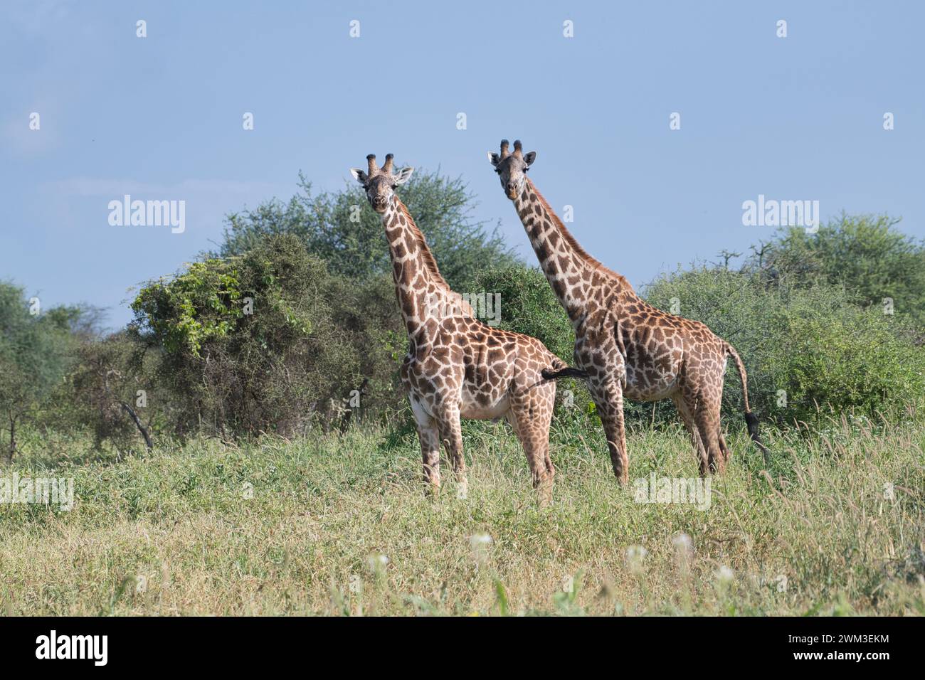 Due giraffe Masai (Giraffa camelopardalis) Foto Stock