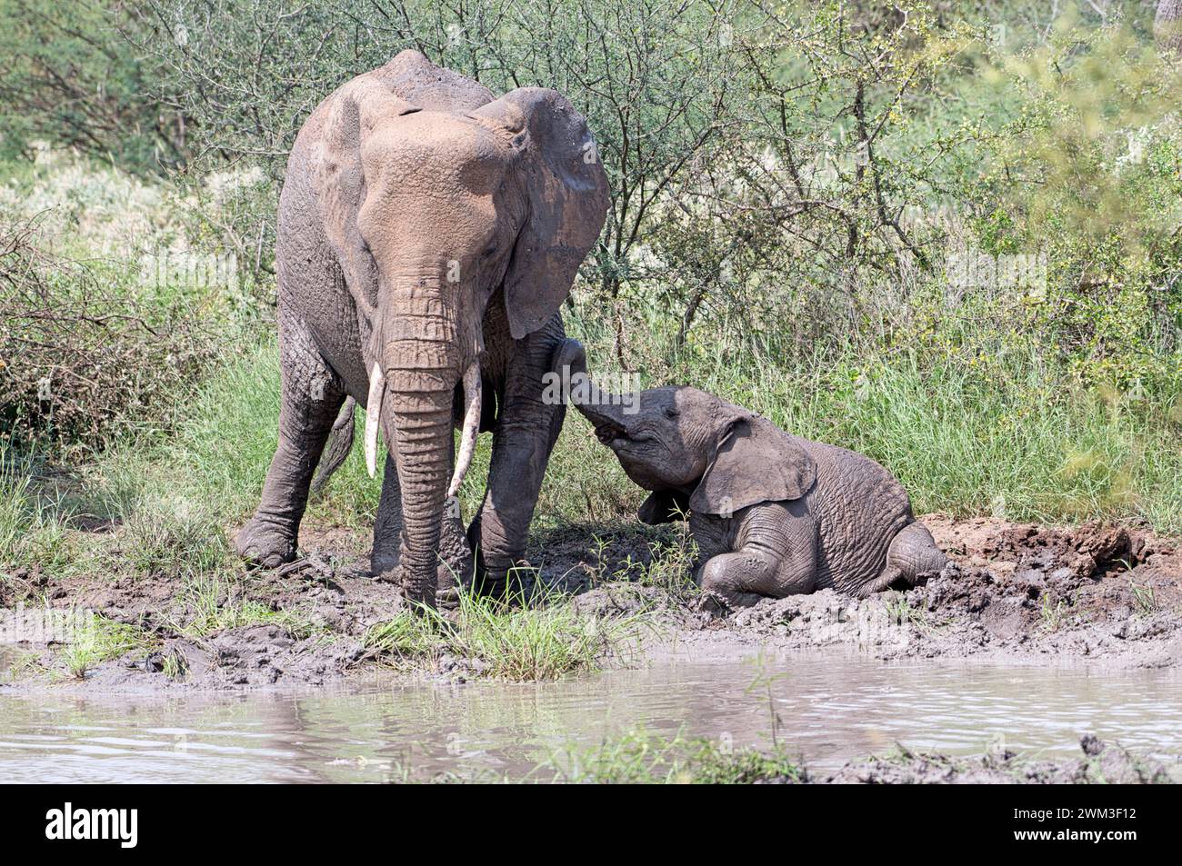 Elefante africano (Loxodonta africana) vitello e femmina adulta in un pozzo d'acqua Foto Stock