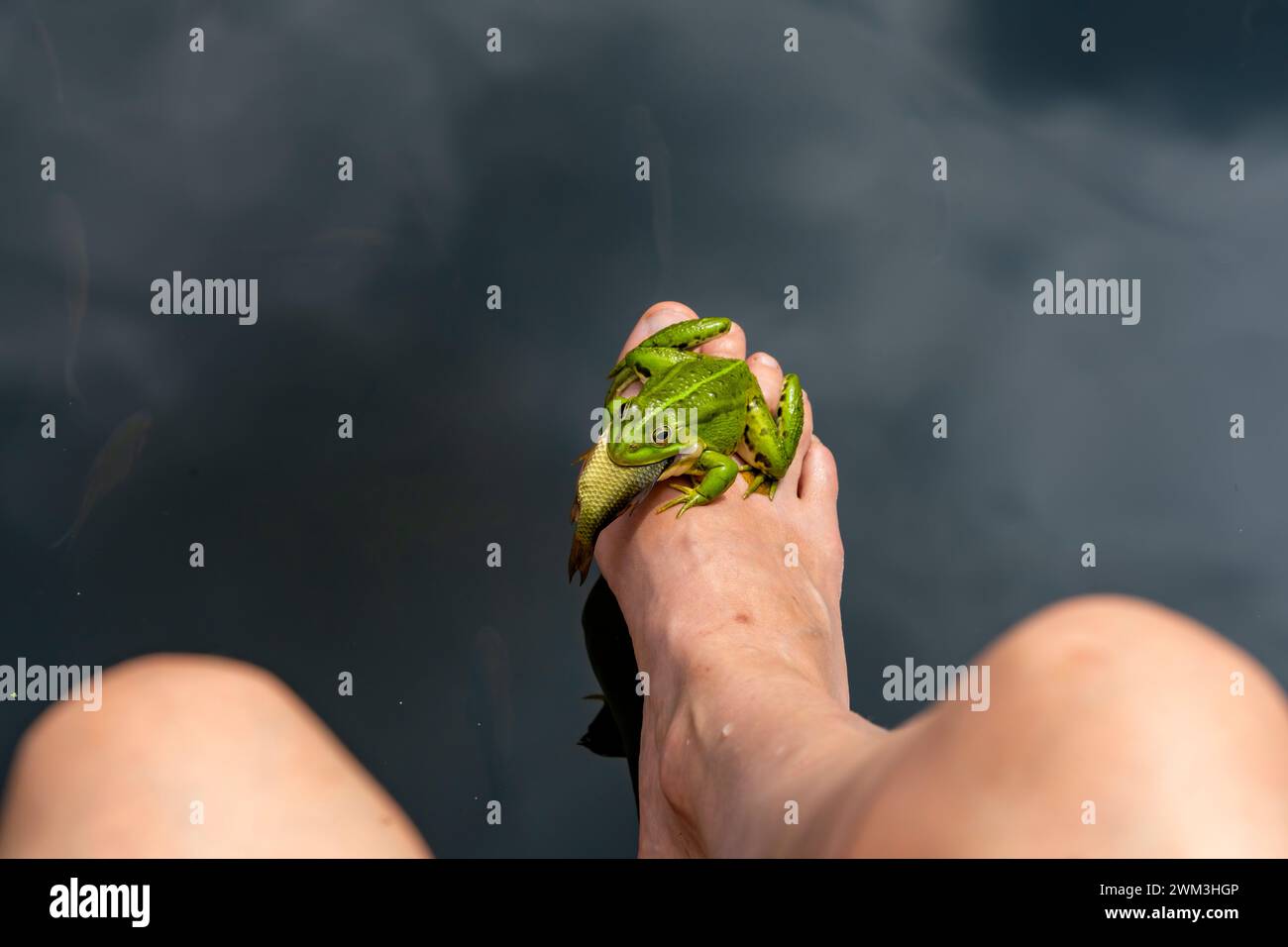 Rana da piscina Pelophylax lessonae sulla gamba di mia moglie con un guerriero in bocca Foto Stock