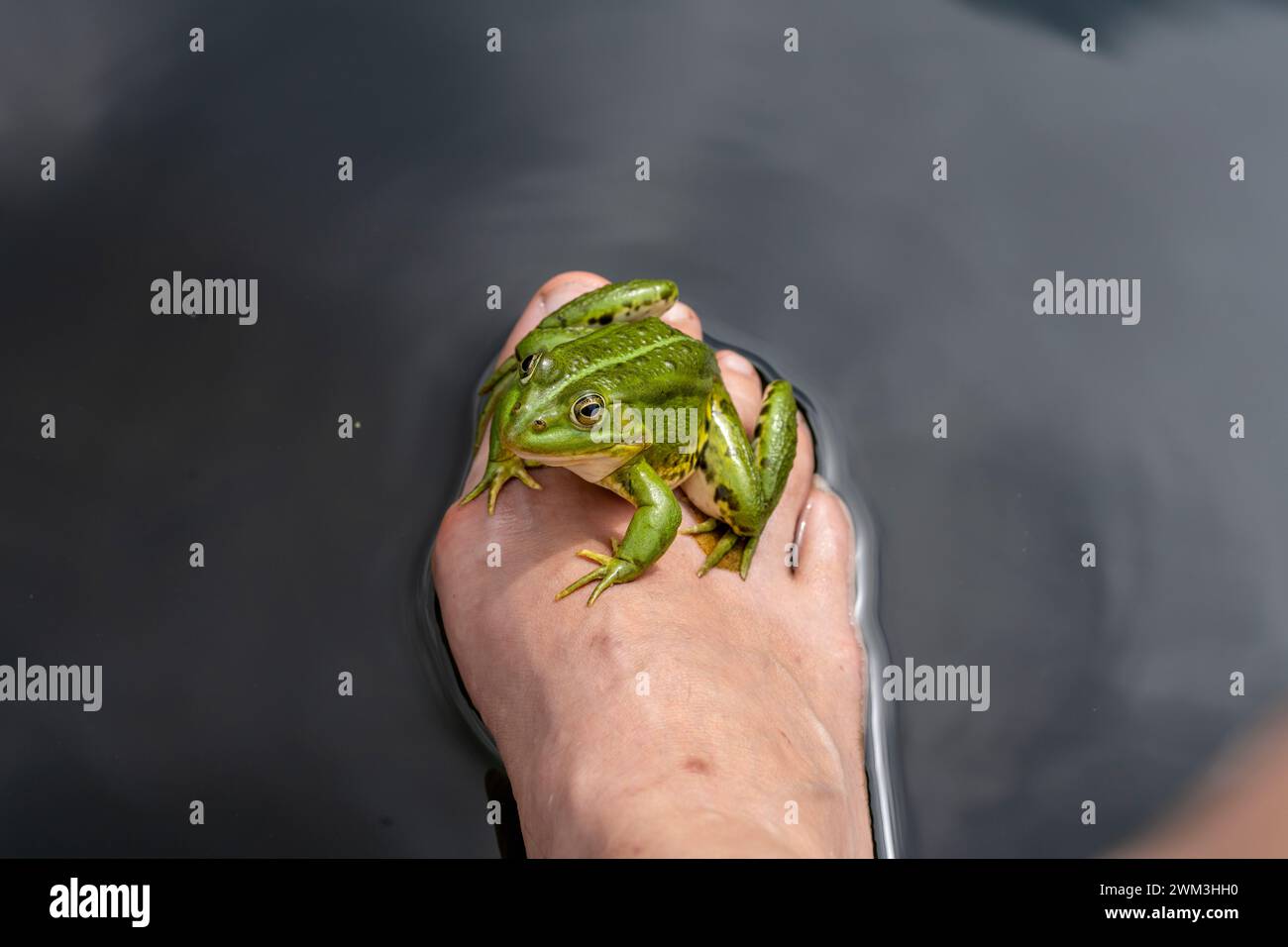 Rana da piscina Pelophylax lessonae sulla gamba di mia moglie Foto Stock