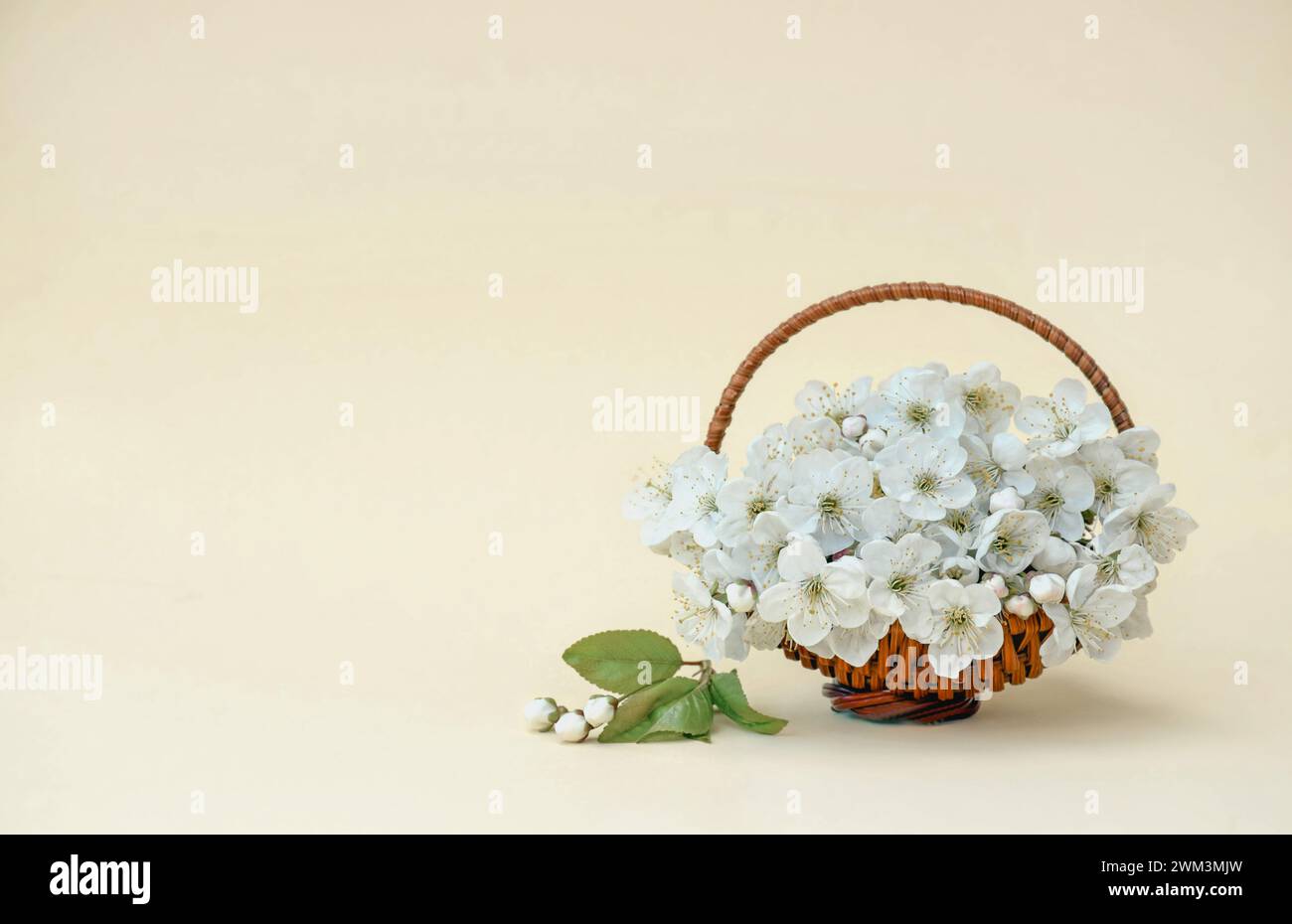 Ramo di ciliegio con fiori bianchi in fiore. Foto tenera con un ramo di ciliegio in fiore con fiori bianchi e foglie verdi . Inserire il testo o il logo. Foto Stock