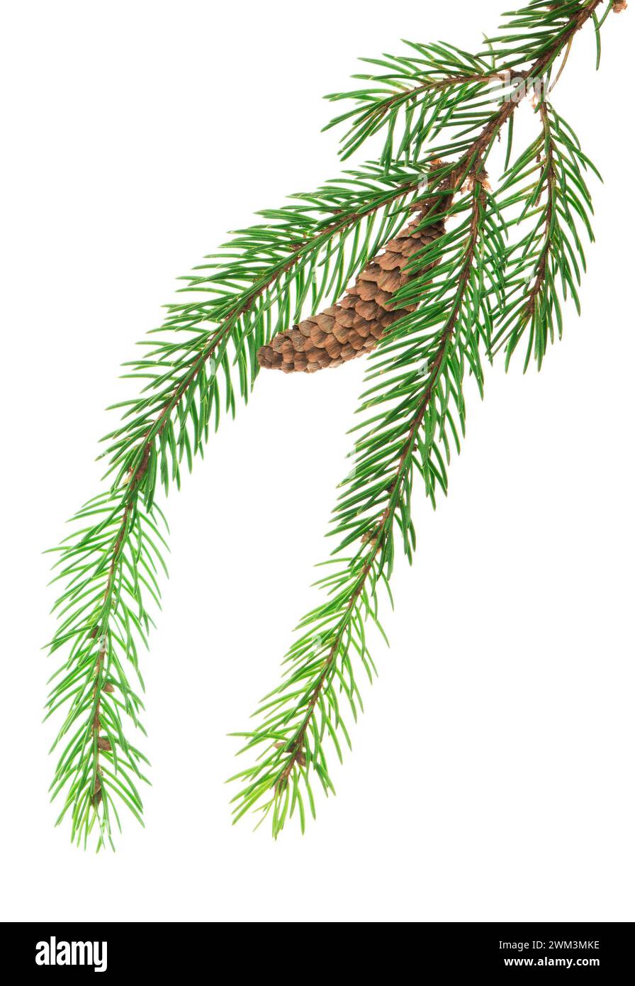 Alberi di Natale verdi. Elemento di progettazione. Festività natalizie invernali. Lunghi rami di alberi di Natale. Per decorazioni botaniche e ghirlande. Anche per hol Foto Stock