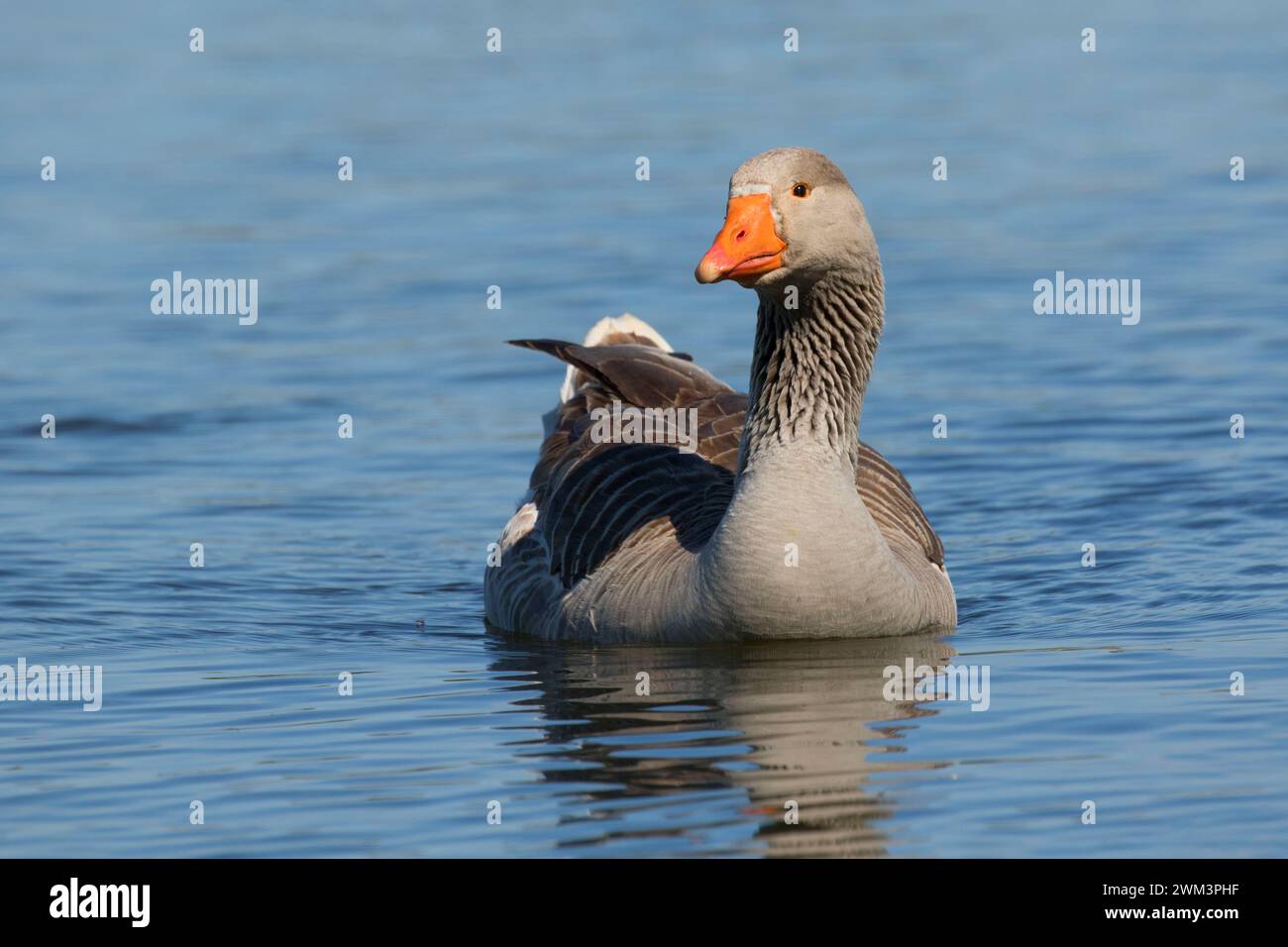 Anatra domestica, Junction City Pond, Oregon Foto Stock