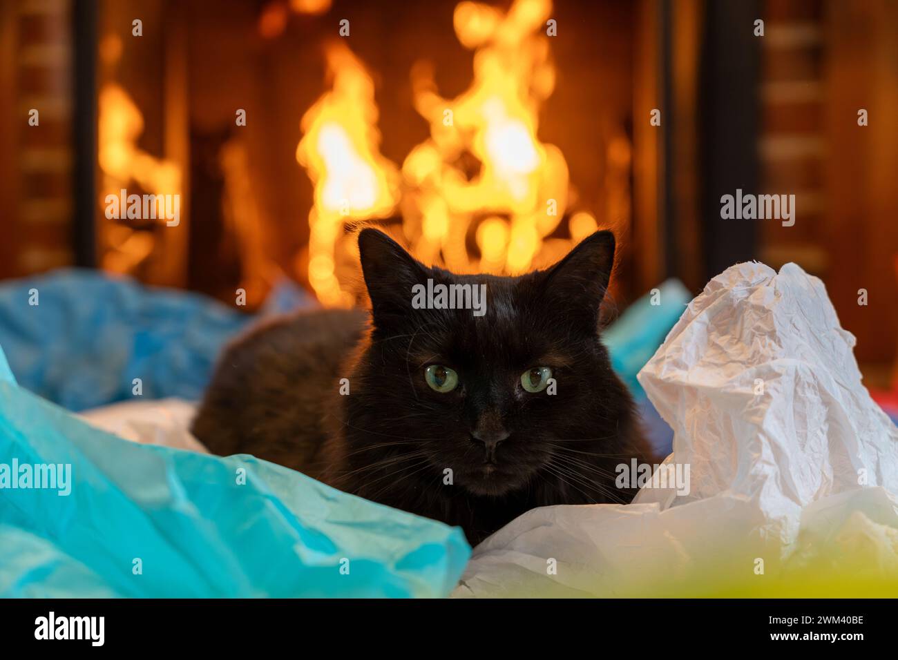 Gatto nero seduto su carta di tessuto di fronte a un fuoco ruggente. Ha gli occhi verdi perforanti. Foto Stock