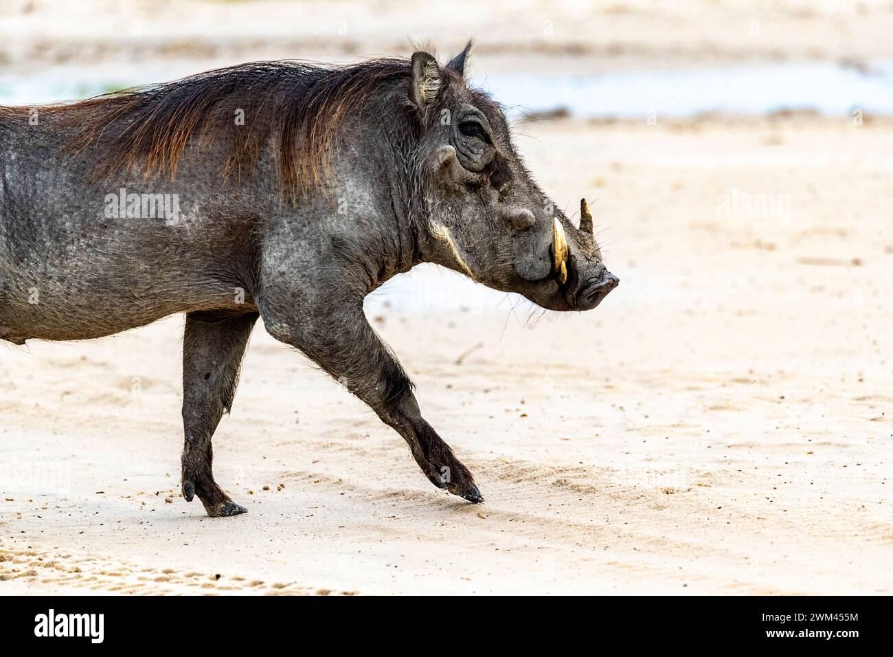 Un fazzoletto comune che posa per una fotografia, il Parco Nazionale del Chobe, il Botswana Foto Stock
