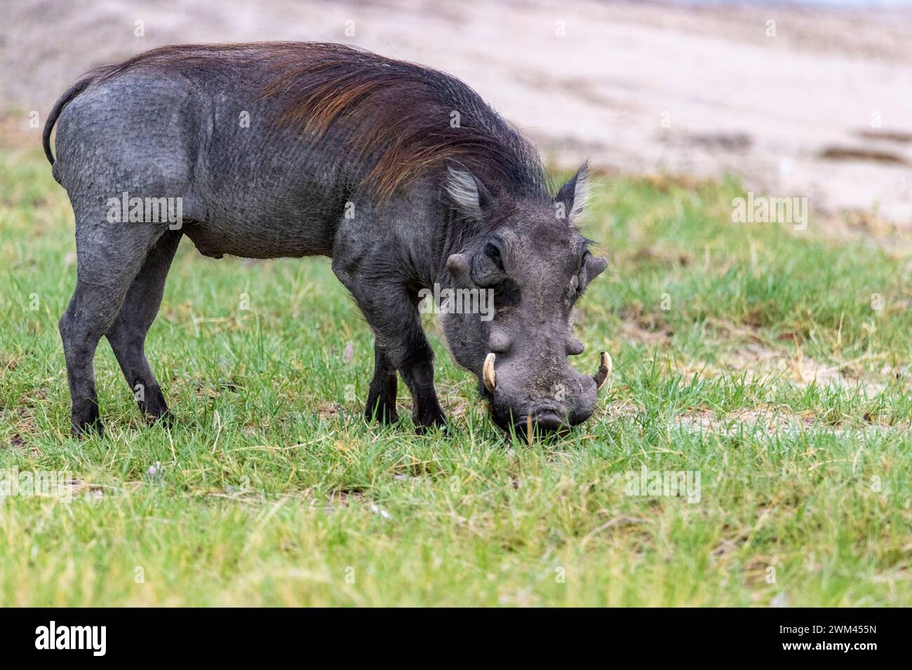 Un fazzoletto comune che posa per una fotografia, il Parco Nazionale del Chobe, il Botswana Foto Stock